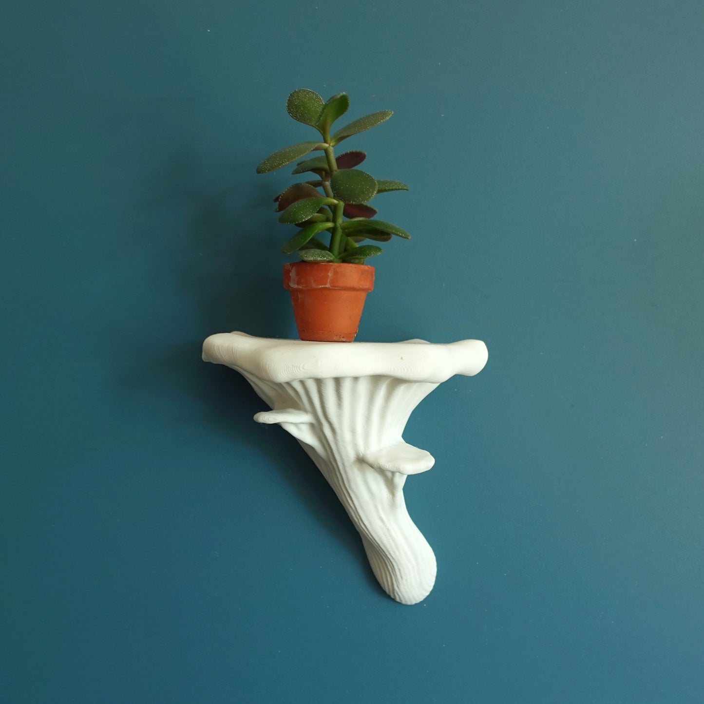 Wall shelf “Oyster fungus”